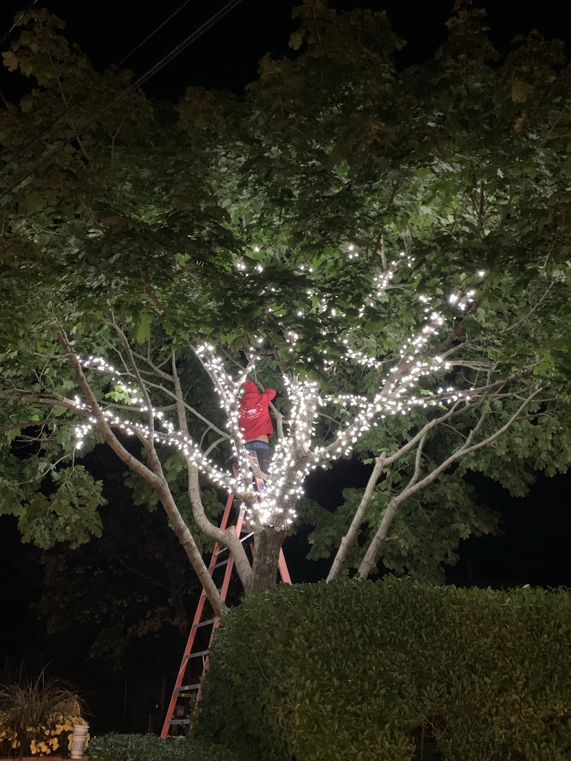 Tree wrapped in warm white Christmas lights by Calais Flower