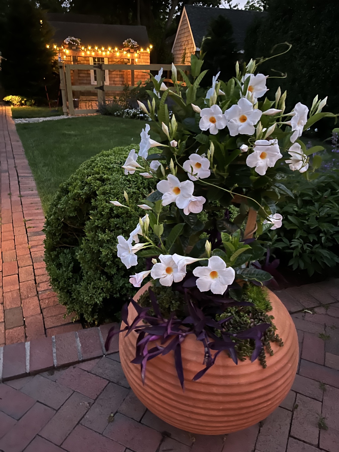Calais Flower lighting at dusk