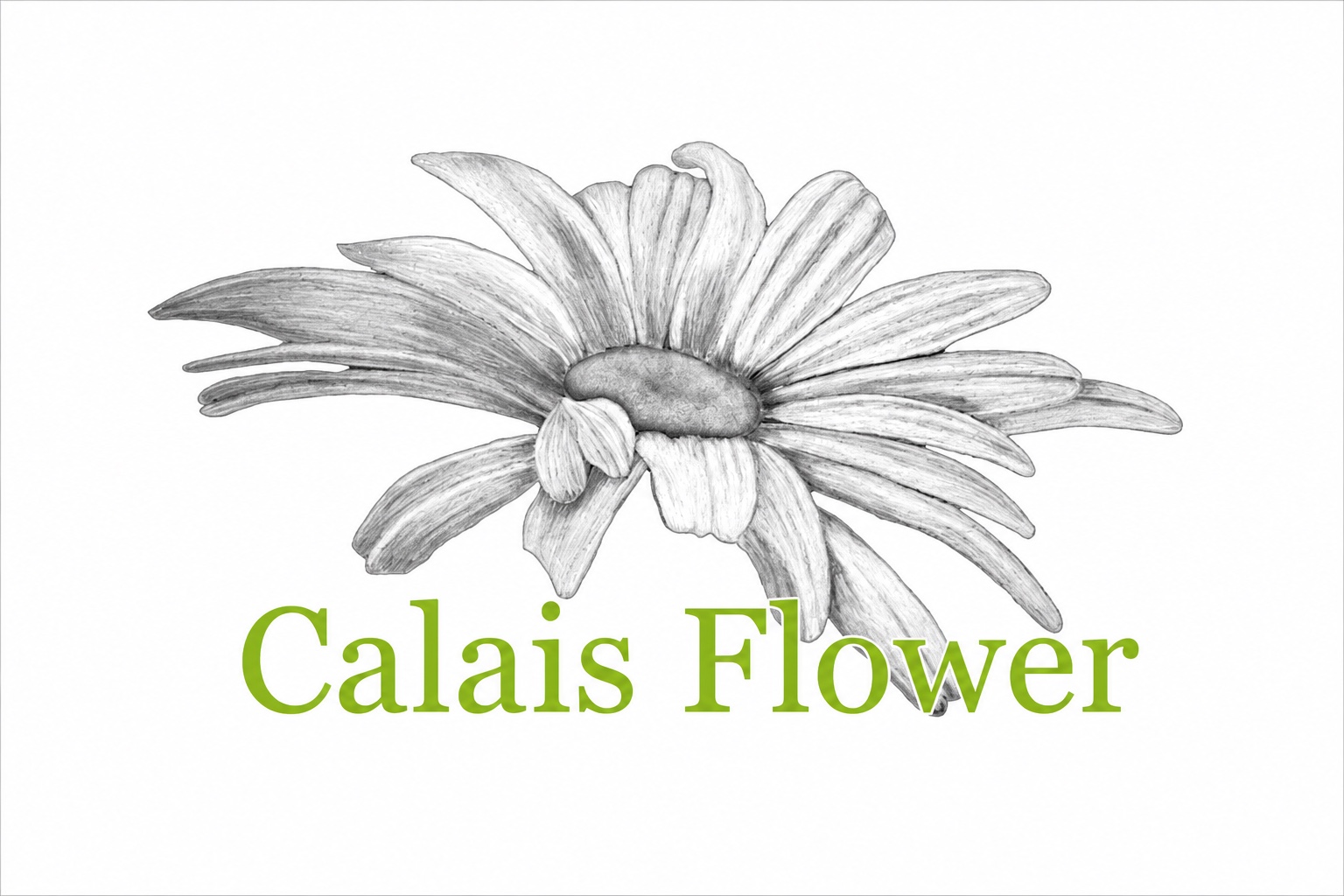 Calais Flower logo